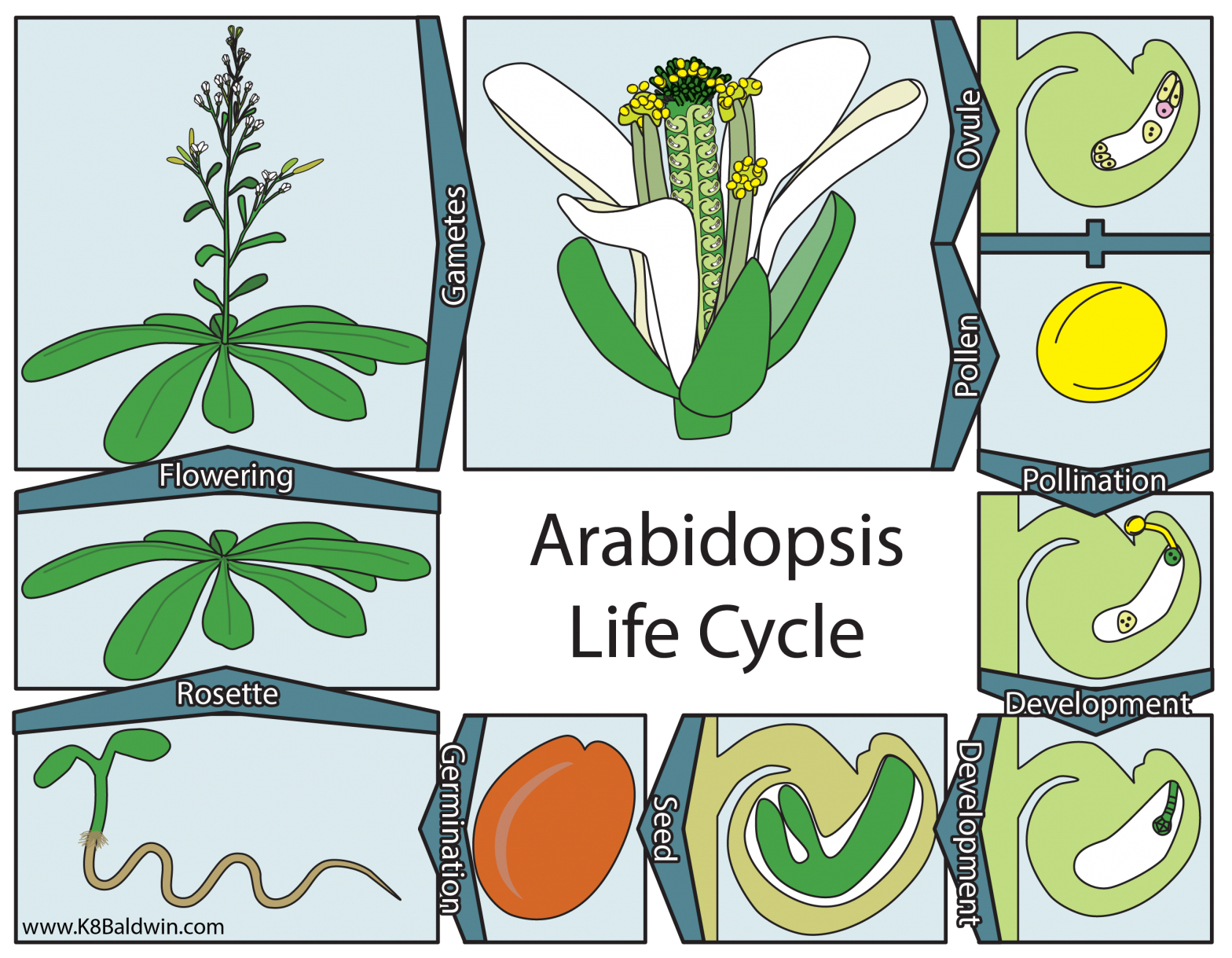 Arabidopsis Life Cycle Graphic - Kate Baldwin LLC