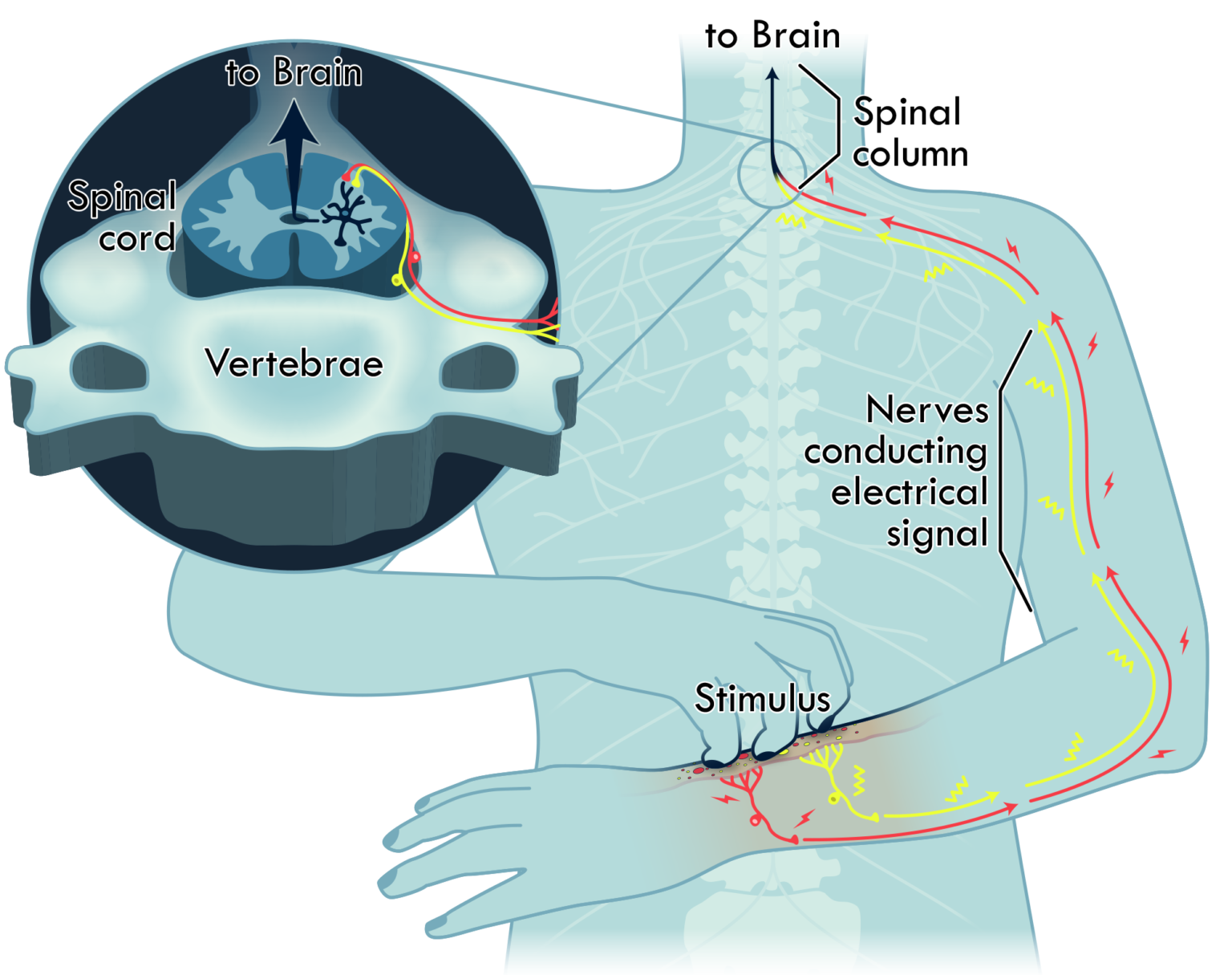 Neuron Activation Diagram Kate Baldwin LLC