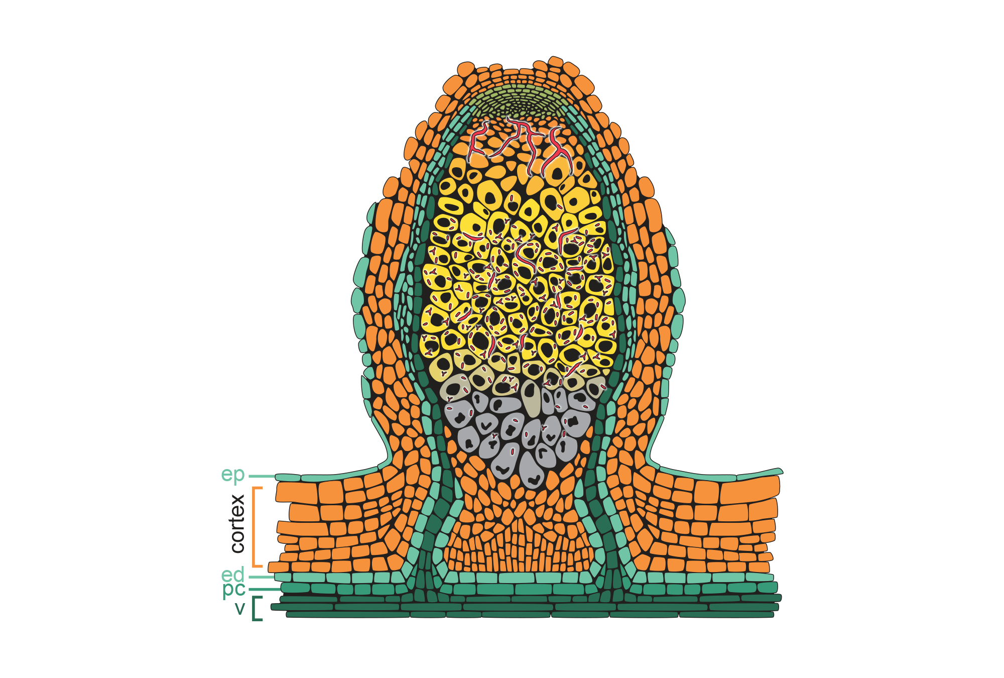 nodule-formation-figure-kate-baldwin-llc